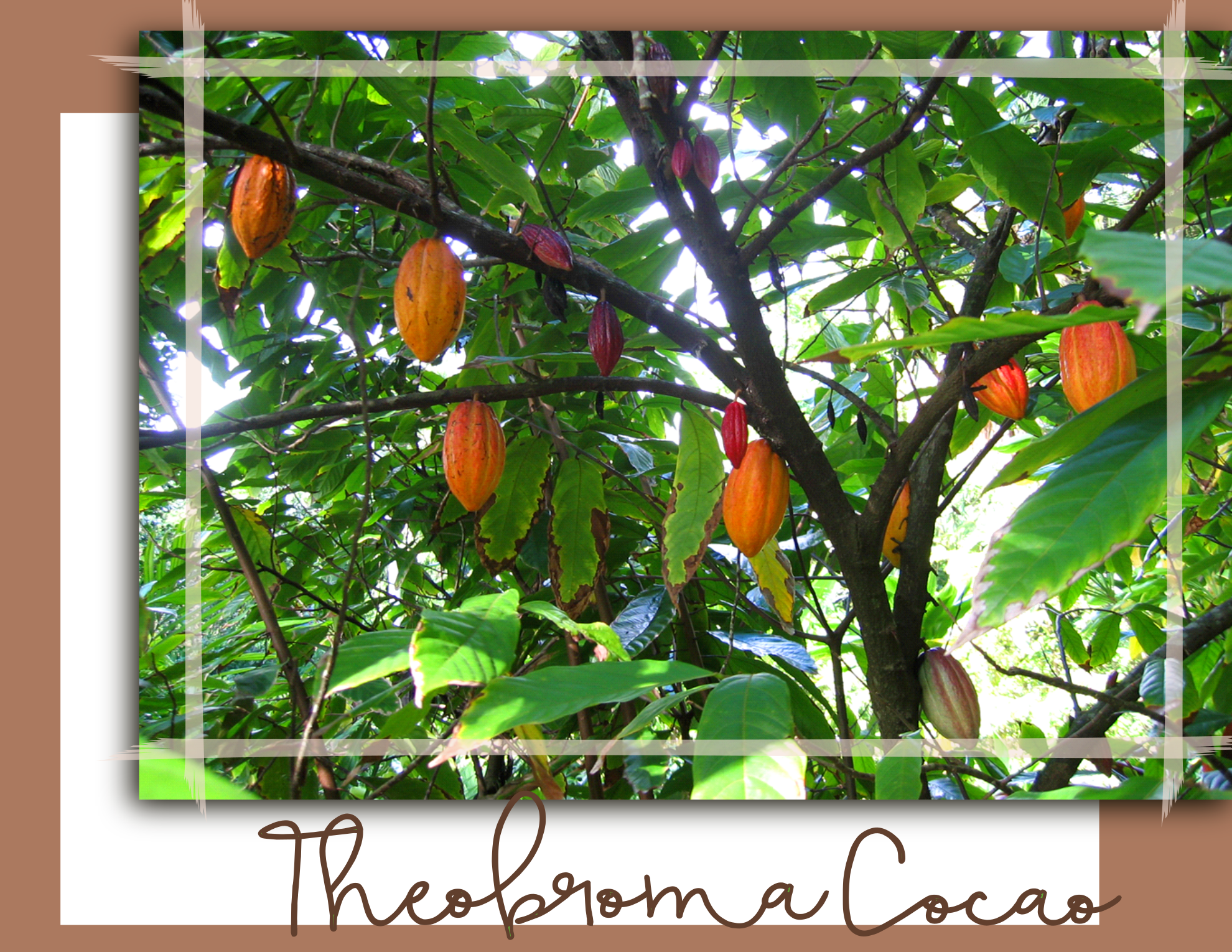 Theobroma, the “Food of the Gods”